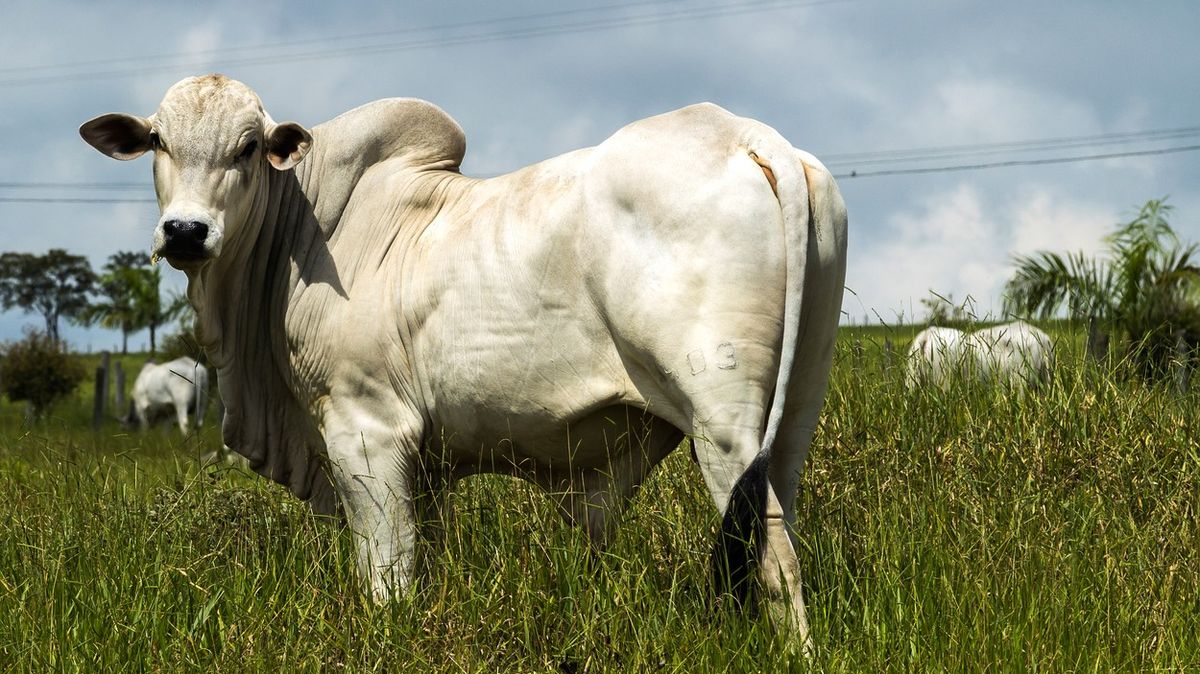 Nejdražší kráva na světě má hodnotu skoro 100 milionů korun